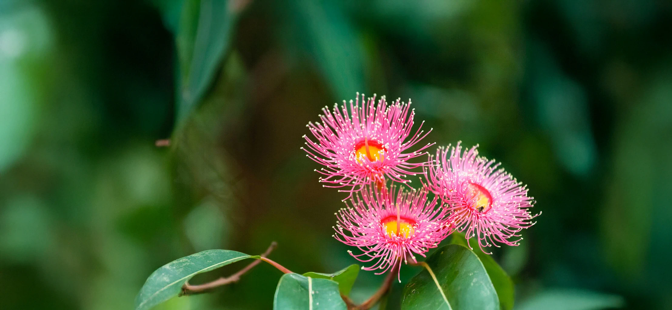 PlantingSeeds environmental non-profit branding Australia - native flower brand design work